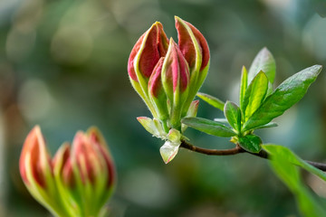 Knospen einer Duftazalee