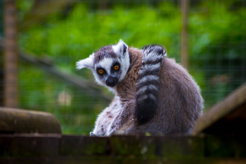 Lemurs in local farm on spring day