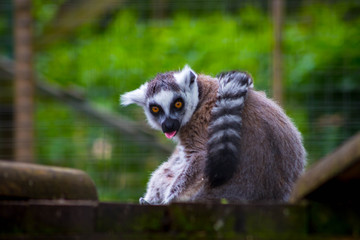Lemurs in local farm on spring day