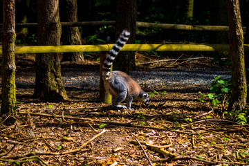 Lemurs in local farm on spring day
