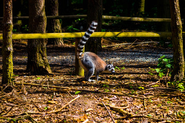 Lemurs in local farm on spring day