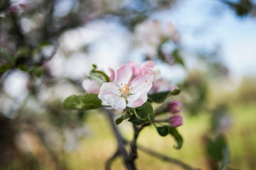 Spring blossom of apple