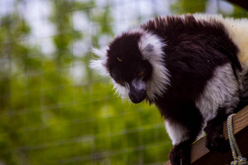 Lemurs in local farm on spring day