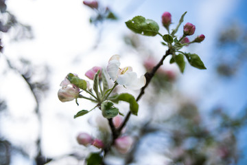 Apple garden in the spring