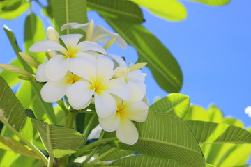 Obraz na płótnie Canvas 南国ハワイの花　白いプルメリア
