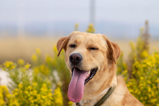 HAPPY DOG ENJOYING NATURE