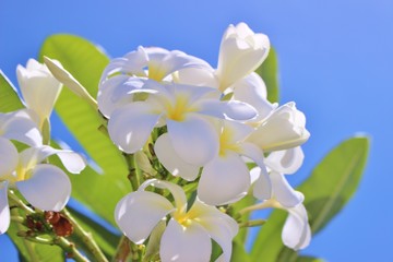 南国ハワイの花　白いプルメリア