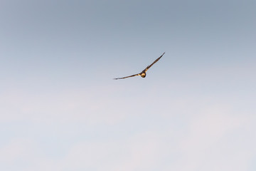 Female western marsh harrier flying in the blue sky, in Lake Ismarida, Rodopi, Greece