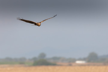 Female western marsh harrier flying over the meadows, in Lake Ismarida, Rodopi, Greece
