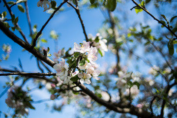 Apple garden in the spring