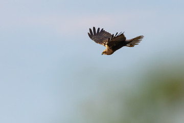 Female western marsh harrier flying in the sky while hunting its prey, in Lake Ismarida, Rodopi, Greece