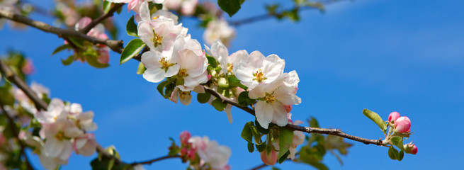 Blossom tree branches with sky at background.