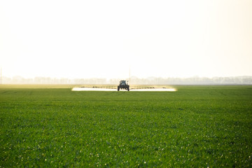 tractor with the help of a sprayer sprays liquid fertilizers on young wheat in the field.