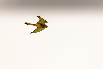 Common kestrel hunting its prey in Lake Ismarida, Rodopi, Greece