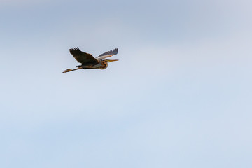 Purple heron flying in the sky in Rodopi, Greece