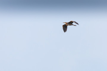 Purple heron flying in the sky in Rodopi, Greece