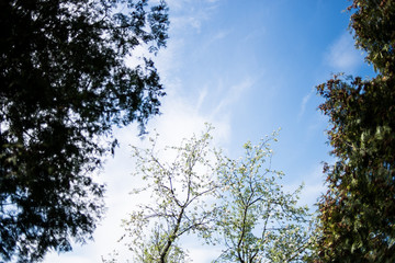 Apple garden in the spring