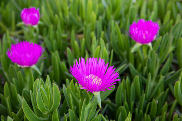 Obraz premium Carpobrotus acinaciformis succulent plant known by the common name sea fig blooming in the Kiparissi Lakonias, Peloponnese, Greece in spring.
