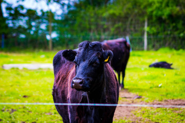 Head shots of cow and bull