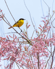 Western yellow wagtail sitting on a blooming (flowering) tree in Rodopi, Greece