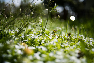 Wild fresh green grass in the spring