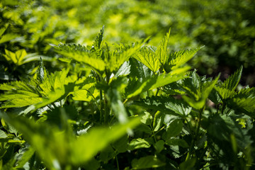 Nettle leaves