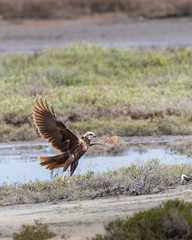 Western (Eurasian) marsh harrier taking off in the wetlands of Evros Delta, Greece