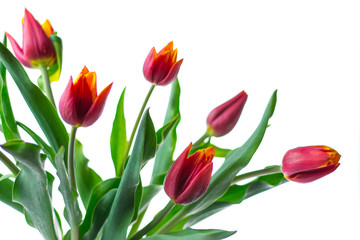 Bouquet of red tulips isolated on white background