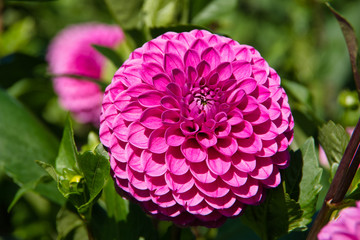 Pink dahlia flowers in an English garden