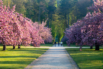 Paris, France. 20 April, 2019 : Alley with cherry blossoms in the park.