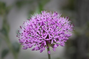 violette Blüte  des Zierlauches Allium