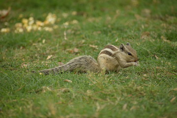 squirrel in the park