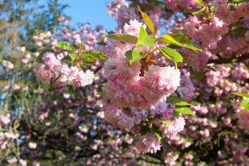 Cherry blossom in the park of Sceaux, Paris, France