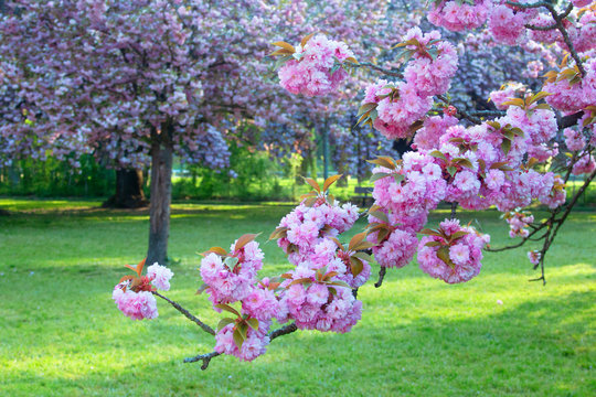 Cherry blossom in the park of Sceaux, Paris, France