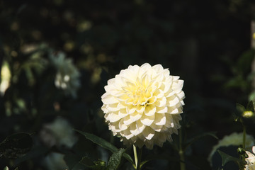 White dhalia flower in a English garden