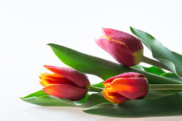 Three red and yellow tulips with green leaves isolated on white background - text space, greeting card