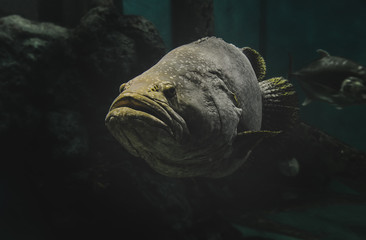 Giant grouper fish in the aquarium.