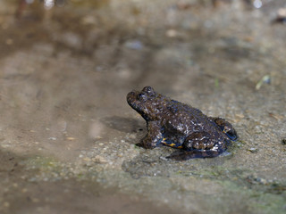Yellow-bellied toad, Bombina variegata