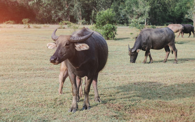 Asian water buffalo on the grassland.