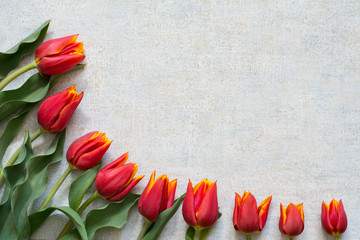 Spring border with red and yellow tulips on light background - 266966253
