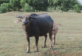 Naklejka na ściany i meble Asian water buffalo on the grassland.