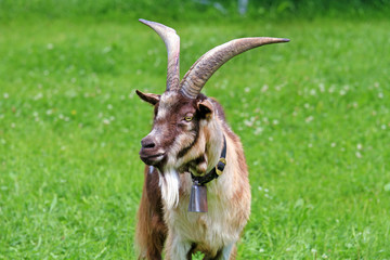 Gaißbock - Ziegenbock - Ziege - Streichelzoo - Allgäu