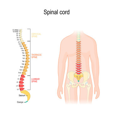 Spinal cord. sections of vertebral column: cervical, thoracic, and lumber spine, sacrum and coccyx.