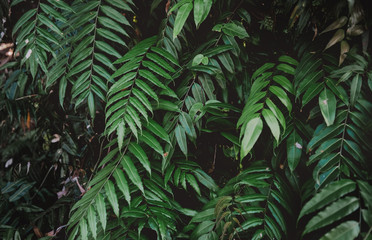 Fern leafs in deep green tone.