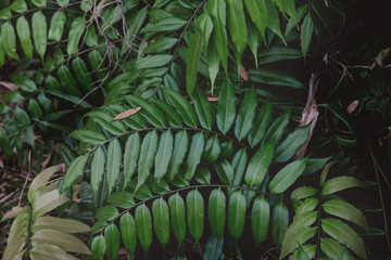 Fern leafs in deep green tone.