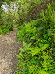 Obraz premium The beautiful and scenic countryside walk from Horns cross to Peppercombe valley in North Devon , England.