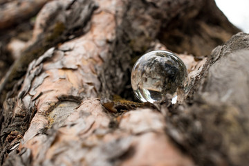 under the roots of the pine tree lies a glass ball that reflects all the surrounding nature