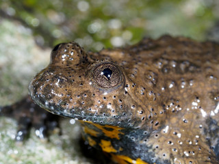 Yellow-bellied toad, Bombina variegata