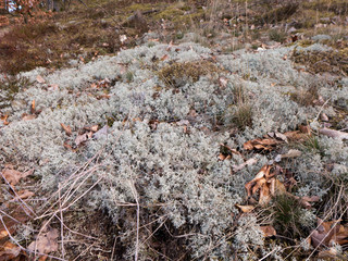 dieses Gras wächst sehr selten in Mitteleuropa