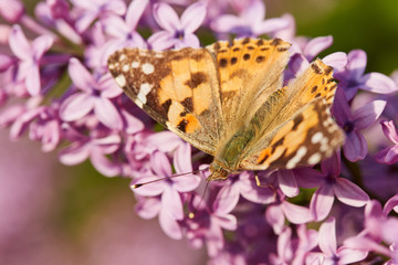 Butterfly painted lady. Vanessa cardui